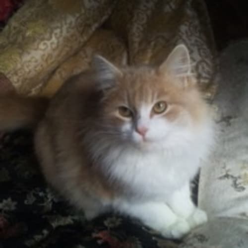William