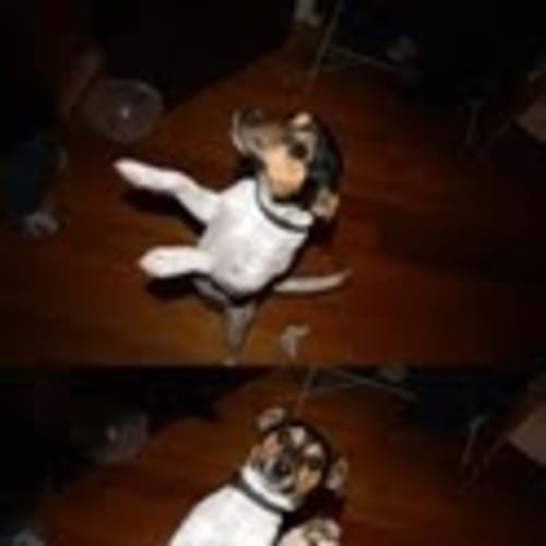 No photo for Pepe