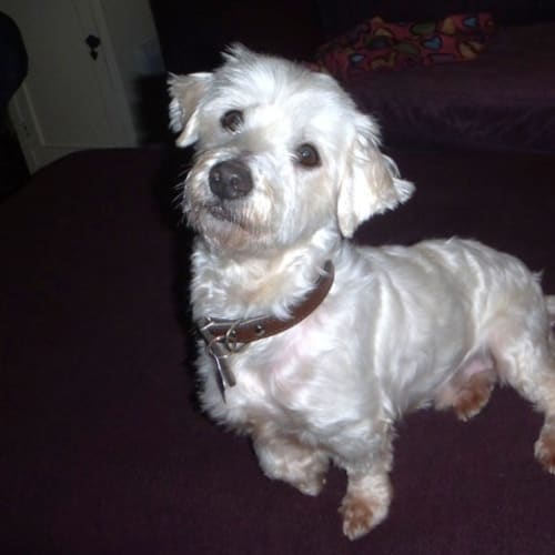 Frankie (On Trial in My New Home)