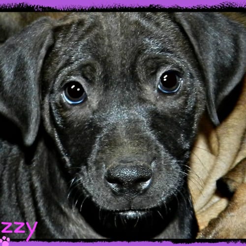 Jazzy