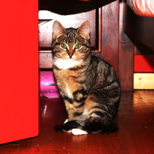 No photo for Petal  
