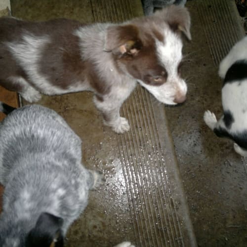 Puppies Heeler x Males x 2..Almost Ready..