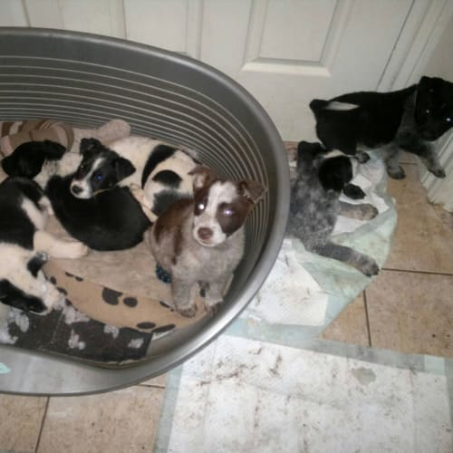 Four Little Girls..Almost Ready