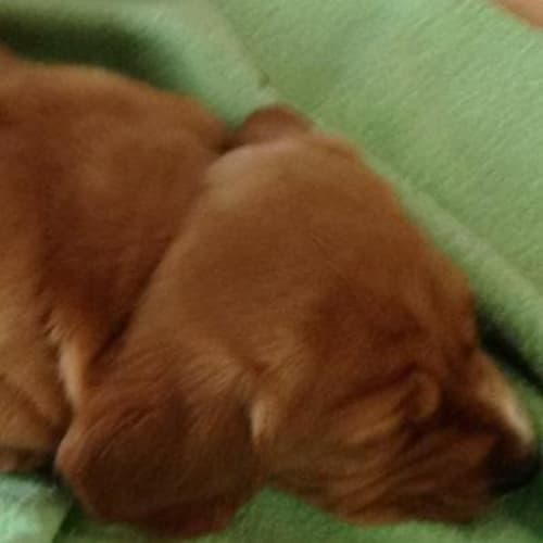 No photo for Bassett Hound F Pup #1  (1 Of 5)
