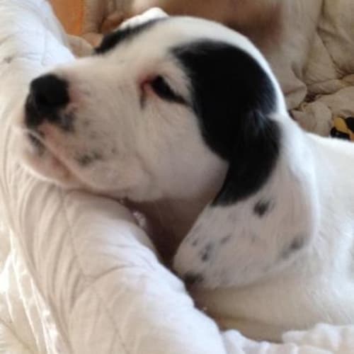 Bassett Hound M Pup #5 (5 of 5)