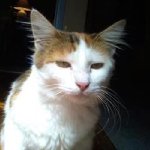 No photo for Shiloh