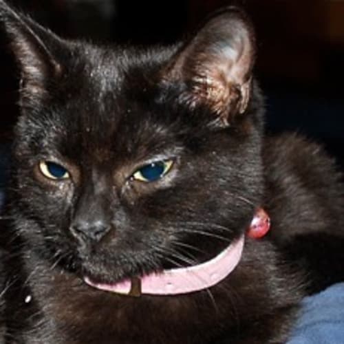 No photo for Sooty