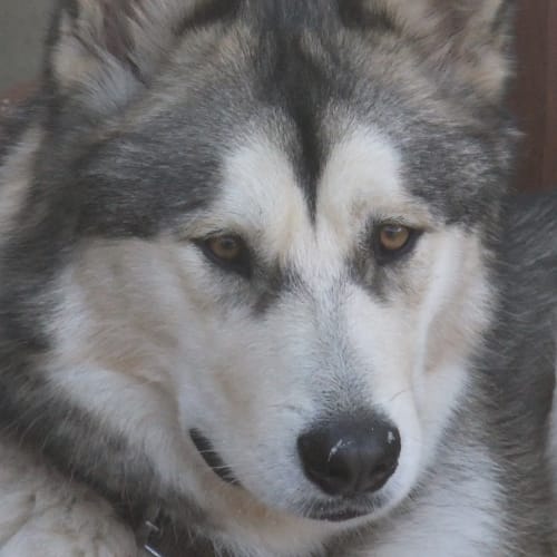 No photo for **On Trial In My New Home** Toby