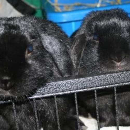 Midnight & Scarlet
