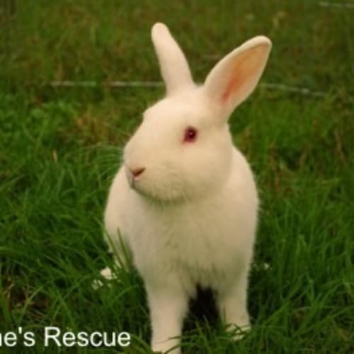 Hopscotch -Vaccinated and Desexed