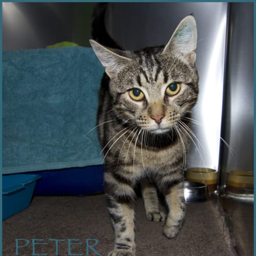 Peter