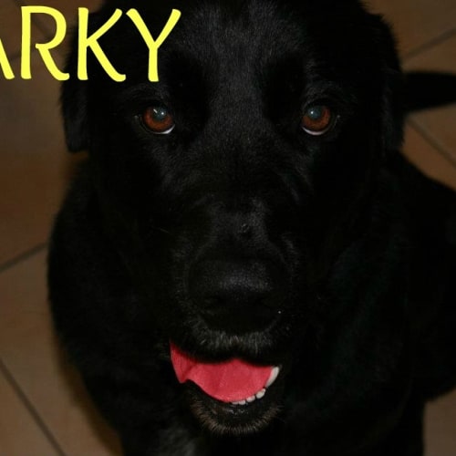 Darky (On Trial)