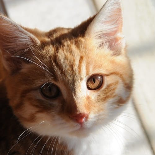 Albert the sweet little teddybear kitten