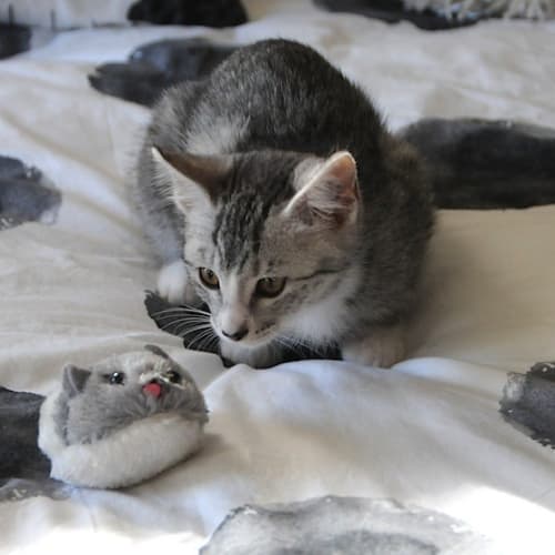 Tora 🌸 White tiger kitten