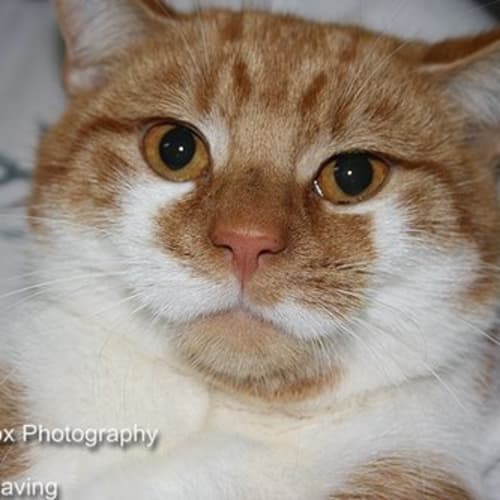 No photo for Ginger Desperate For Foster Or Foster\Adoption