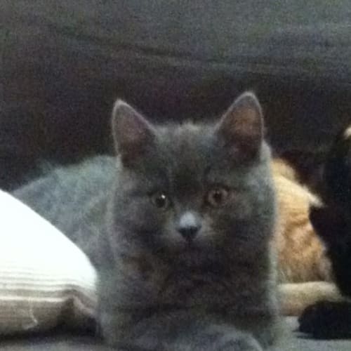 Winston