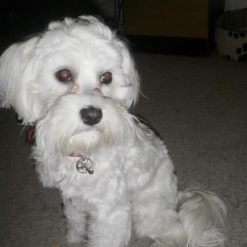 Phoebe  bichon frise x