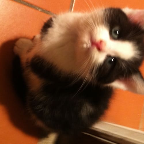 Whiskas
