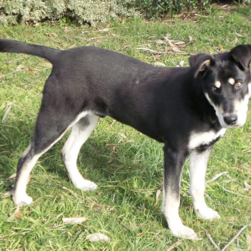 No photo for Herbie *On Trial Adoption*