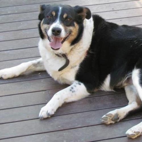 No photo for Kelsie (Adoption Pending)