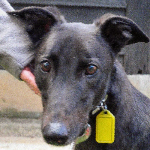 Buddy - checking out my new home