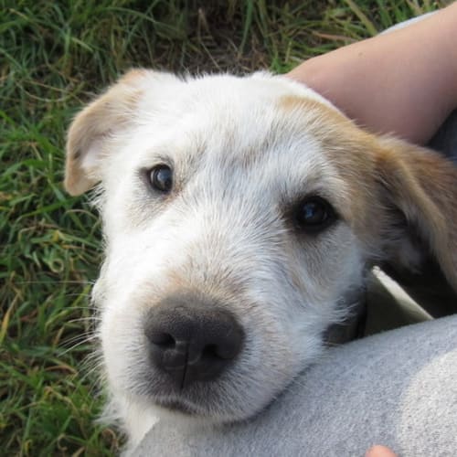 Adoption Pending!!! Teddy