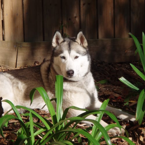No photo for Skye
