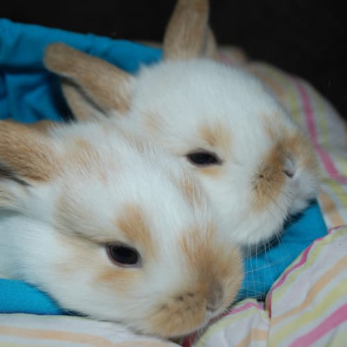 No photo for Baby 4   Female Rabbit More Orange On Face On Hold