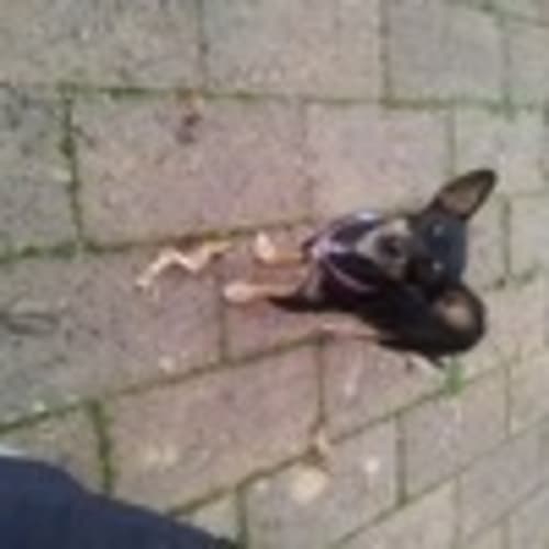 No photo for Gypsy