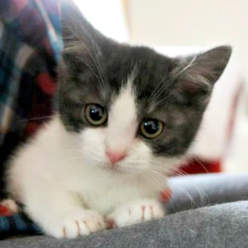 Lolly - On Trial in Her New Home!