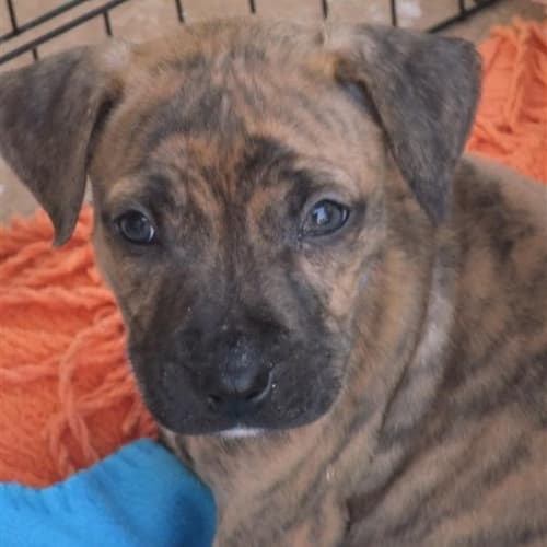No photo for Jo *Approved Adoption Pending A Meet And Greet*
