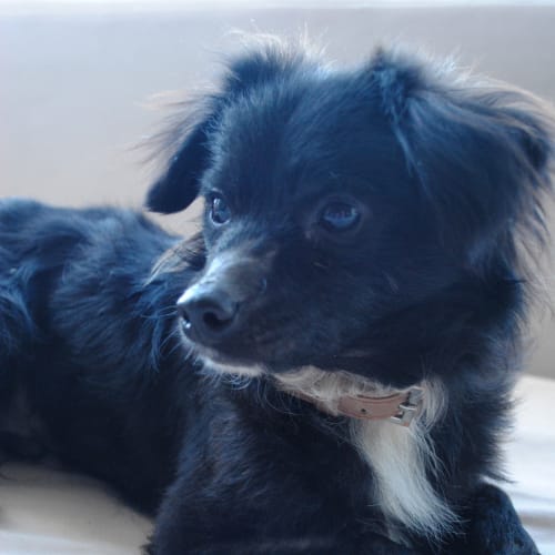 No photo for Tiny Teddy Trying His New Home