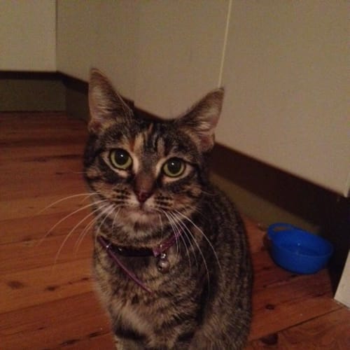 Tabitha