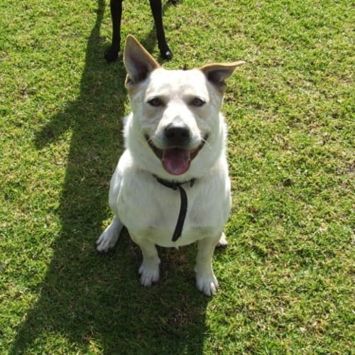 No photo for A Great Dog! Edward