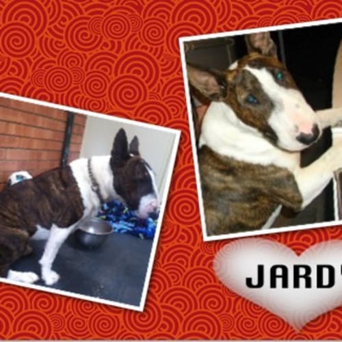 No photo for Jardy
