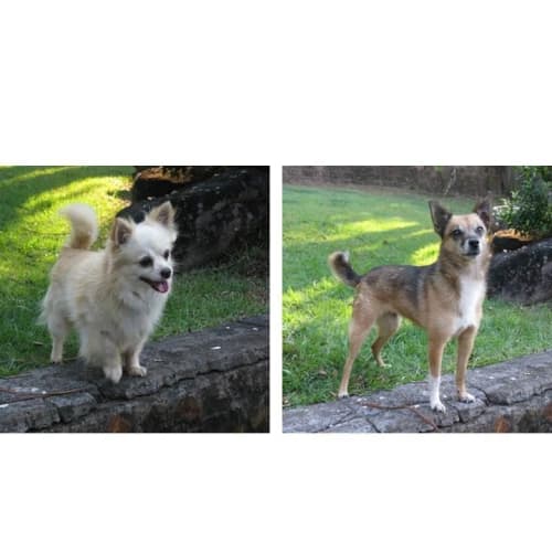 No photo for Bundy (M) And Kaya (F)