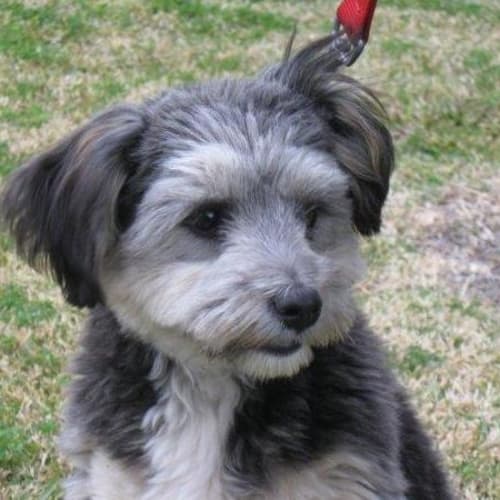 Harvey *On Trial in His New Home*