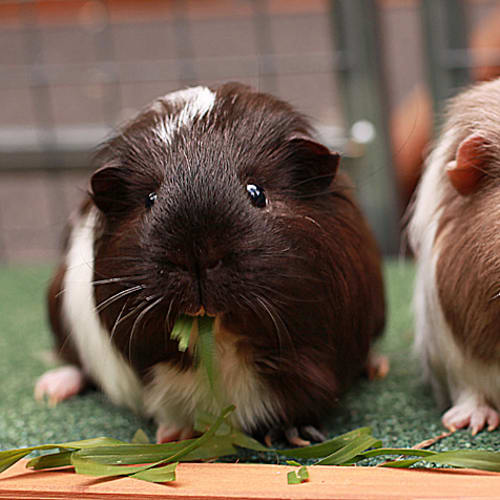 Pablo and Picasso! (Brothers and Best Friends)