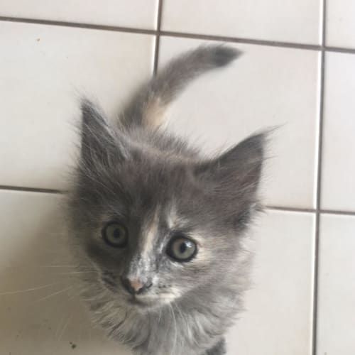 Violet
