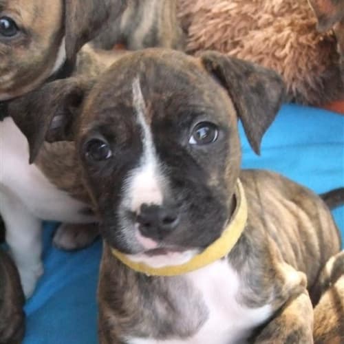 Luna *Approved Adoption Pending A Meet and Greet*