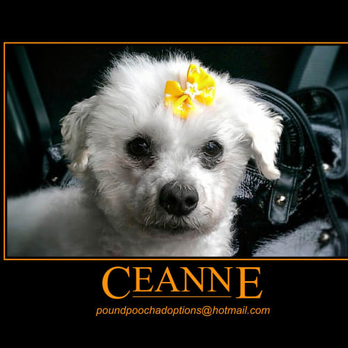 No photo for Ceanne