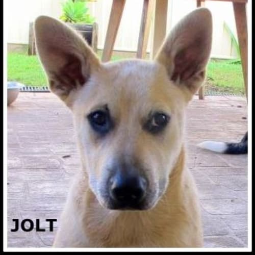 No photo for Jolt