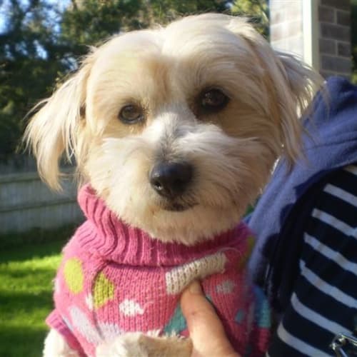No photo for Annabell Adoption Pending