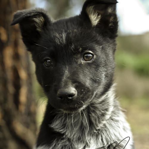 Heeler x Koolie F pup
