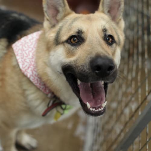 No photo for Yogi On Hold Pending Adoption