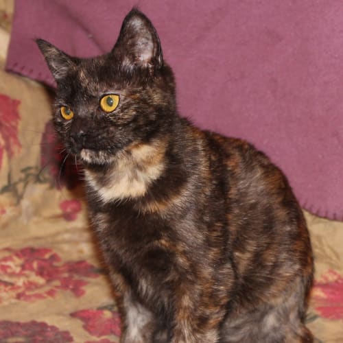 Violet * Adoption Pending*