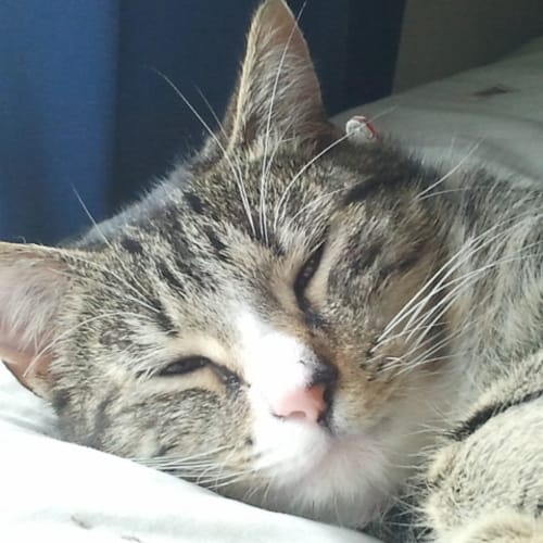 Mia