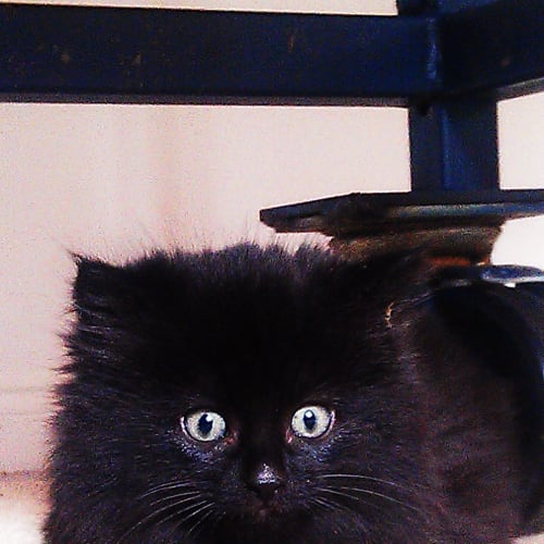 No photo for Panther