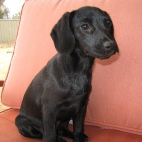 No photo for Miah *On Trial In Her New Home*