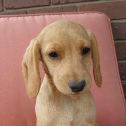 No photo for Willa *On Trial In Her New Home*